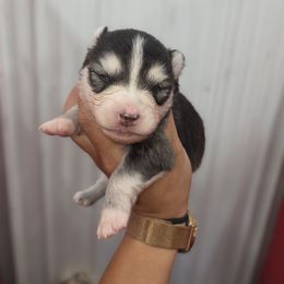 Ponderosa - Black and white female Pomsky puppy in Mc Callsburg, Iowa from SZ Rolling Acres LLC