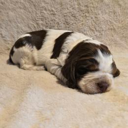 Liver Tri Roan Male 1 - Liver white and tan male English Springer Spaniel puppy in Jesup, Georgia from 31 Pines Kennels