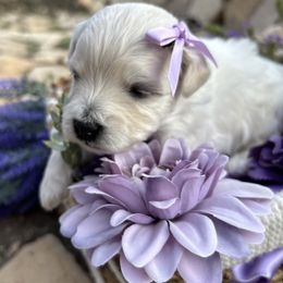 Coton de Tulear Puppies from Lavender Fields Cotons