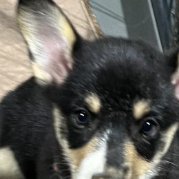 Girl 8 - Pembroke Welsh Corgi puppy in Farnham, Virginia from Polly’s Farm