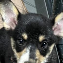 Girl 8 - Pembroke Welsh Corgi puppy in Farnham, Virginia from Polly’s Farm