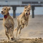 Salukis from Cassiopeia Saluki
