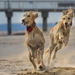 Salukis from Cassiopeia Saluki