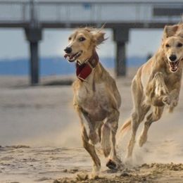 Salukis from Cassiopeia Saluki