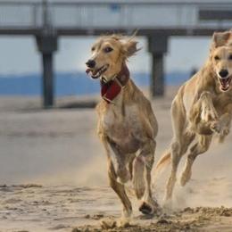 Salukis from Cassiopeia Saluki
