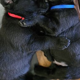 Labrador Retriever Puppies from Steele Caliber Retrievers