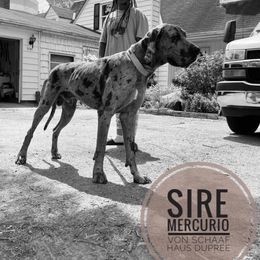 Mercurio - Great Dane