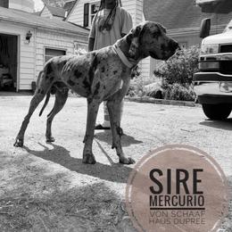 Mercurio - Great Dane