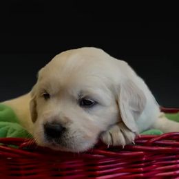 Golden Retriever Puppies from Spun Gold Golden Retrievers