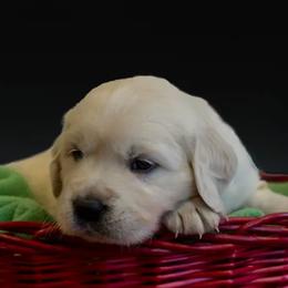 Golden Retriever Puppies from Spun Gold Golden Retrievers
