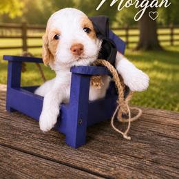 Morgan (Wallen) - Caramel cream male Australian Labradoodle puppy in Millville, California from Hope Lane Kennels