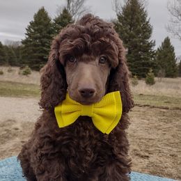 Yellow - Poodle puppy in Paris, Michigan from Meeker's Ridge