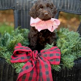 Lucky Country Scout - Chocolate female Australian Labradoodle puppy in Wake Forest, North Carolina from Lucky Country Labradoodles