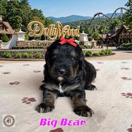 Big Bear - Phantom female Bernedoodle puppy in Banner Elk, North Carolina from Walnut Tree Bernedoodles