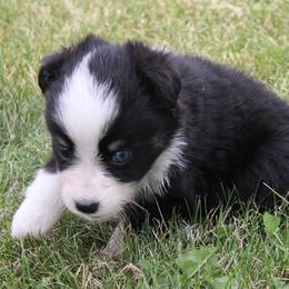 Miniature Australian Shepherd and Toy Australian Shepherd Puppies from Sapphire Stables