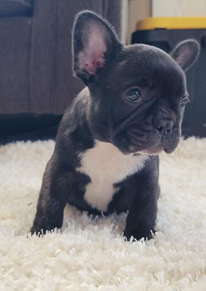 Provo, Blue and Tan French Bulldog Male