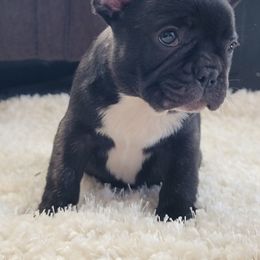 French Bulldog Puppies from Addylane Frenchies