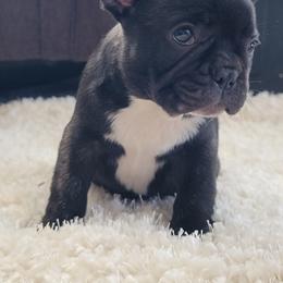 French Bulldog Puppies from Addylane Frenchies