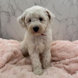 Pearl - Parti female Goldendoodle puppy in Kansas City, Kansas from Bella & Ivy’s Mini Goldendoodles of KC