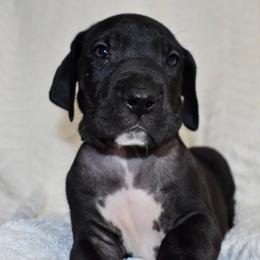 Maker's Mark - Black and white male Great Dane puppy in Chapmansboro, Tennessee from Balthrop Bend Farms