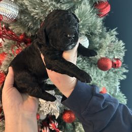 Laura - Black female Goldendoodle puppy in Prosperity, Pennsylvania from Stelladoodles & Company