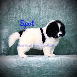 Spot - White and black male Newfoundland puppy in Cortez, Colorado from Bear Heart Newfoundlands, LLC