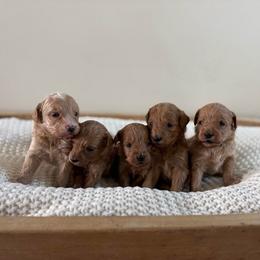Female Puppy 1 - Red  female Goldendoodle puppy in Modesto, California from Central Valley Canine Companions
