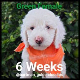 Green - Parti female Goldendoodle puppy in Upland, California from Hartman Goldendoodles