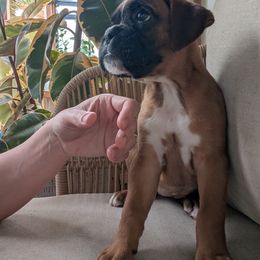 Lottie - Fawn Boxer puppy in Wellington, Ohio from Brinkhaven Boxers