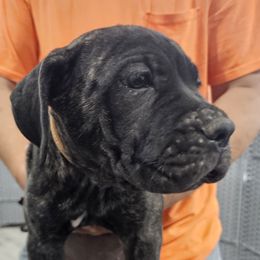 Light Brown (Tan) - AKC and ICCF - VxH - Black brindle female Cane Corso puppy in Gorman, Texas from McOmber Country Kennels
