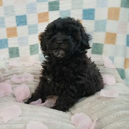 Ebony - Silver male Poodle puppy in Blanch, North Carolina from Faithful Hearts Kennel