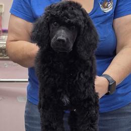 Girl 1 - Black female Poodle puppy in China Grove, North Carolina from Masquerade's Standard Poodles of North Carolina