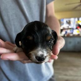 Dustin - Piebald male Dachshund puppy in Dorchester, Texas from Texas Mini Dachs