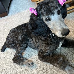 DOLLY - Poodle