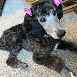 DOLLY - Poodle