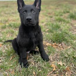 German Shepherd Puppies from North Mountain Kennels