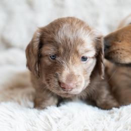Dachshund Puppies from CTX Doxies
