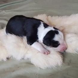 Nell - Tri-color female Border Collie puppy in Montague, California from Flock and Fang