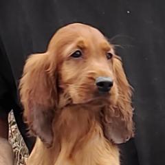 Lilith - Irish Setter