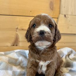 Girl 1 - Red female Irish Doodle puppy in Bloomfield, Iowa from Schooley Doodles