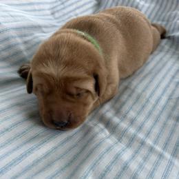 Banks - Yellow male Labrador Retriever puppy in Alcester, South Dakota from R-Team