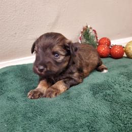 Lupin - Liver male Miniature Schnauzer puppy in Sandy, Utah from Phantom League Schnauzers