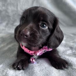 Brownie - Chocolate female Dachshund puppy in Ocala, Florida from Weenie Boops