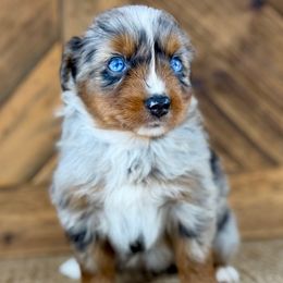 BMM1 - Blue merle male Miniature Australian Shepherd puppy in Prague, Oklahoma from Classic K9’s  Aussies & Doodles