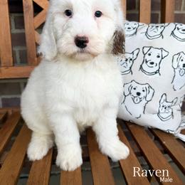 Raven - Parti male Goldendoodle puppy in Sunman, Indiana from Brunsman Country Doodles LLC