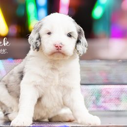 Aussiedoodles, Bordoodles, Goldendoodles, and Sheepadoodles from Crooked Creek Doodles and Poodles