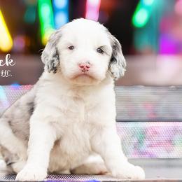 Aussiedoodles, Bordoodles, Goldendoodles, and Sheepadoodles from Crooked Creek Doodles and Poodles
