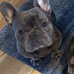 SHILOH - French Bulldog