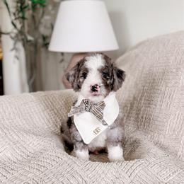 Zion - Merle male Bernedoodle puppy in Cold Spring, Minnesota from A.N.A. Doodles