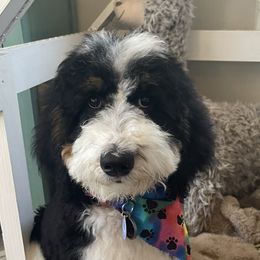Ellie - Bernedoodle